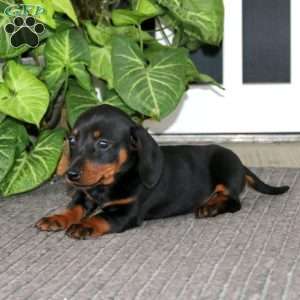 Splash, Dachshund Puppy