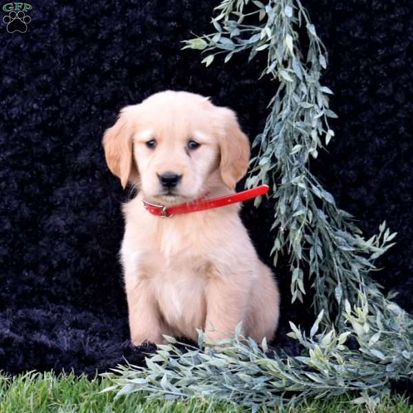 Sprinkles, Golden Retriever Puppy