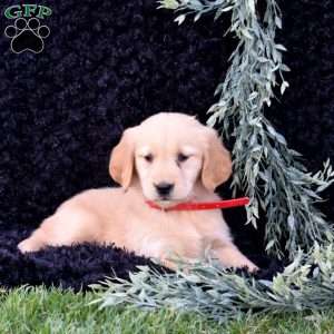 Sprinkles, Golden Retriever Puppy