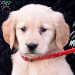 Sprinkles, Golden Retriever Puppy
