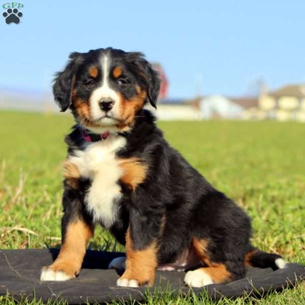 Sprite, Bernese Mountain Dog Puppy