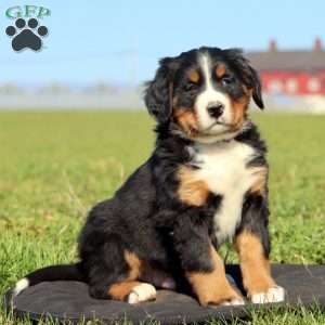 Sprite, Bernese Mountain Dog Puppy