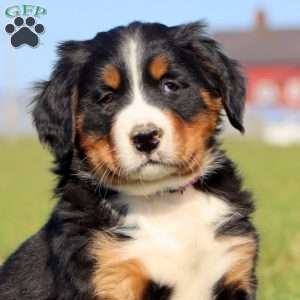 Sprite, Bernese Mountain Dog Puppy