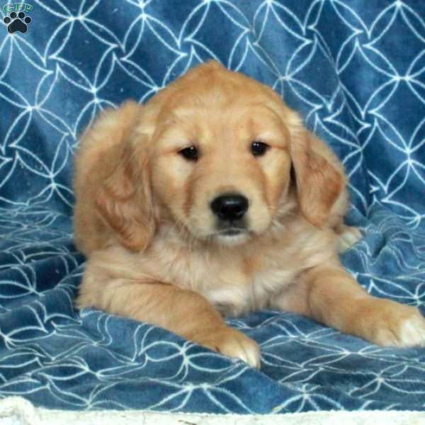 Stacie, Golden Retriever Puppy