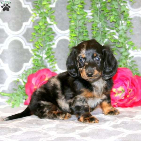 Stanley – Mini, Dachshund Puppy