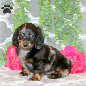 Stanley – Mini, Dachshund Puppy