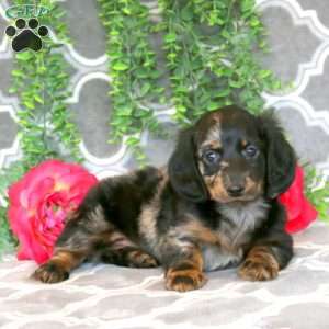 Stanley – Mini, Dachshund Puppy