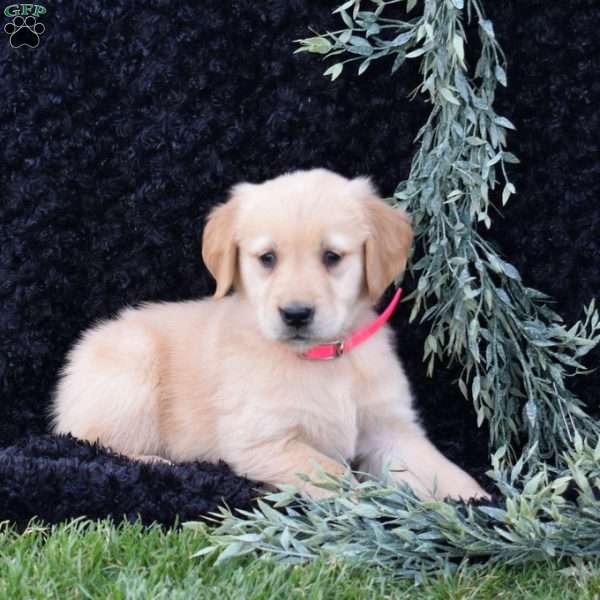Star, Golden Retriever Puppy