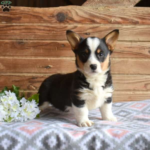 Star, Pembroke Welsh Corgi Puppy