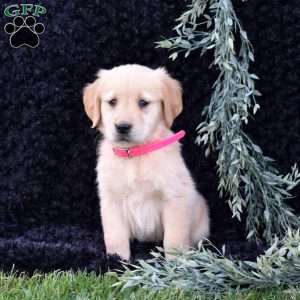 Star, Golden Retriever Puppy