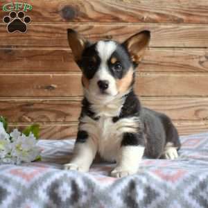 Star, Pembroke Welsh Corgi Puppy