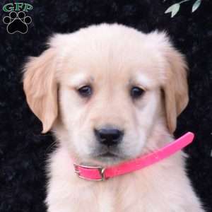 Star, Golden Retriever Puppy