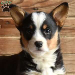 Star, Pembroke Welsh Corgi Puppy