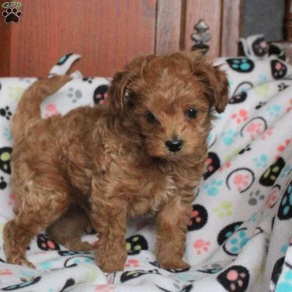Star, Miniature Poodle Puppy