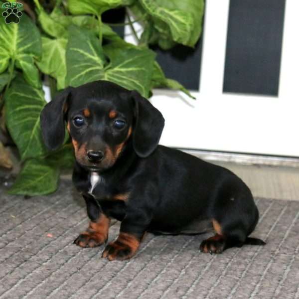 Star, Dachshund Puppy