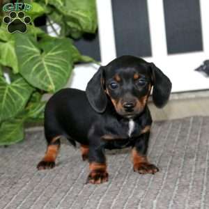 Star, Dachshund Puppy