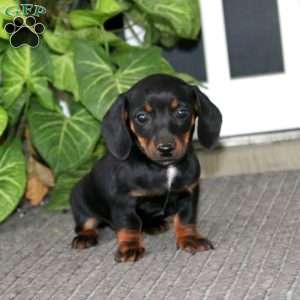 Star, Dachshund Puppy