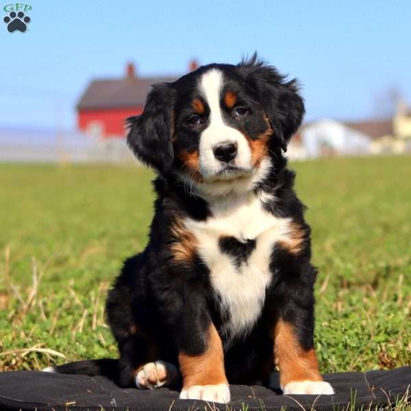 Starbucks, Bernese Mountain Dog Puppy