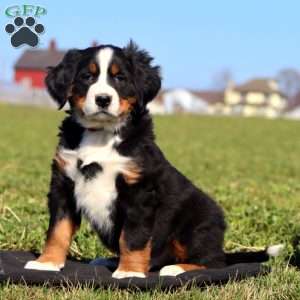 Starbucks, Bernese Mountain Dog Puppy