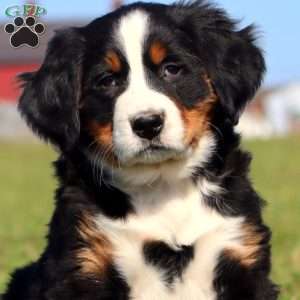 Starbucks, Bernese Mountain Dog Puppy