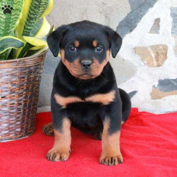 Stella, Rottweiler Puppy
