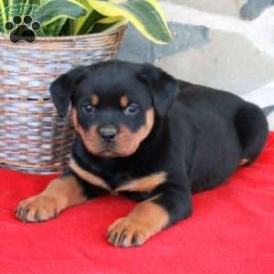 Stella, Rottweiler Puppy
