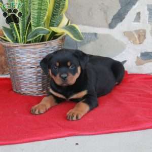 Stella, Rottweiler Puppy