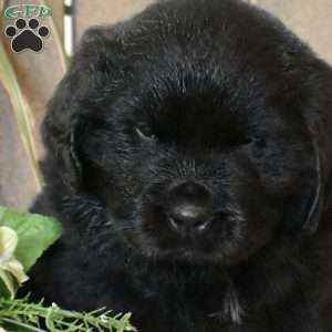 Stella, Newfoundland Puppy