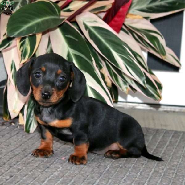 Stella, Dachshund Puppy