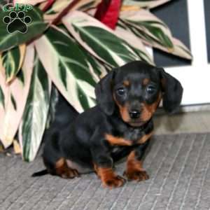 Stella, Dachshund Puppy