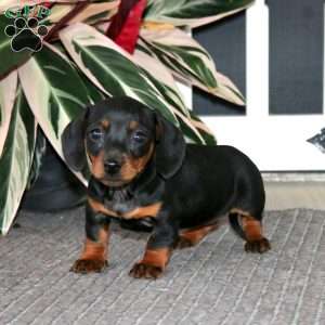 Stella, Dachshund Puppy