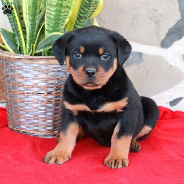 Stephanie, Rottweiler Puppy