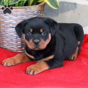 Stephanie, Rottweiler Puppy