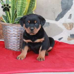 Stephanie, Rottweiler Puppy