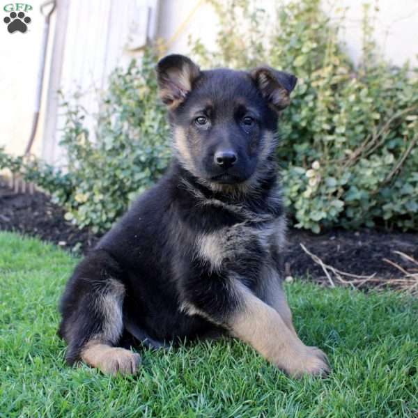 Sterling, German Shepherd Puppy