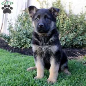 Sterling, German Shepherd Puppy