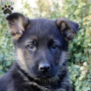 Sterling, German Shepherd Puppy