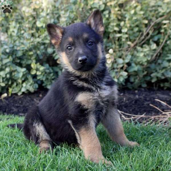 Stewart, German Shepherd Puppy