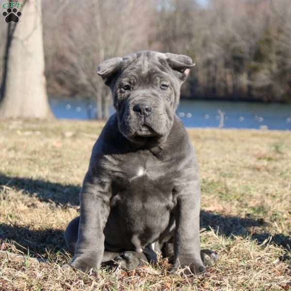Stewart, Cane Corso Puppy