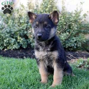 Stewart, German Shepherd Puppy