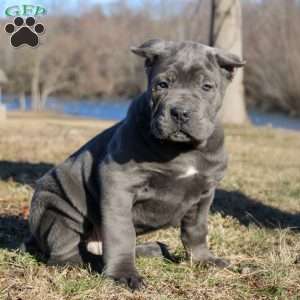 Stewart, Cane Corso Puppy