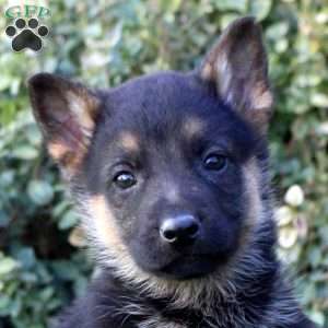 Stewart, German Shepherd Puppy