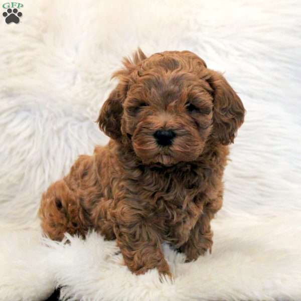 Stewie, Cavapoo Puppy