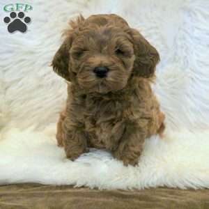 Stewie, Cavapoo Puppy
