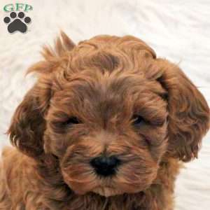 Stewie, Cavapoo Puppy