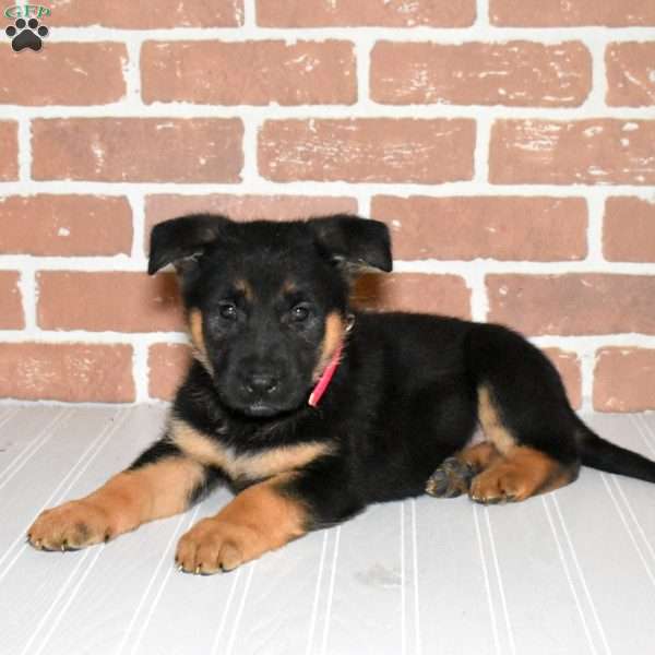Stormy, German Shepherd Puppy