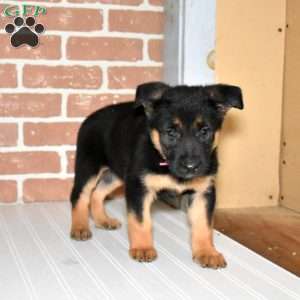 Stormy, German Shepherd Puppy