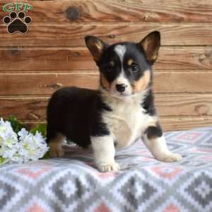 Stormy, Pembroke Welsh Corgi Puppy