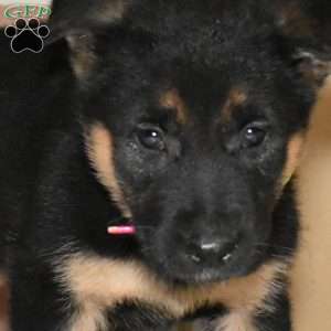 Stormy, German Shepherd Puppy