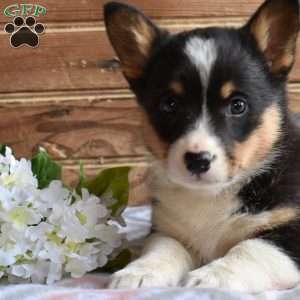 Stormy, Pembroke Welsh Corgi Puppy